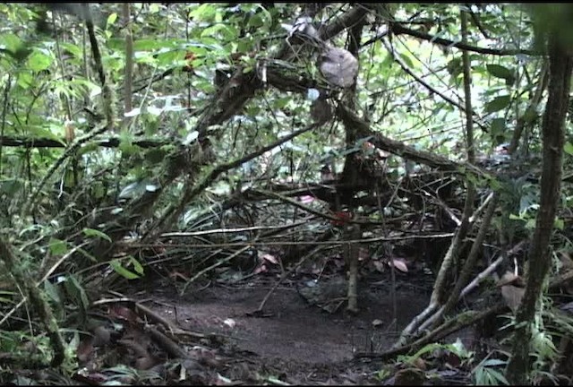 Wahnes's Parotia - ML472173