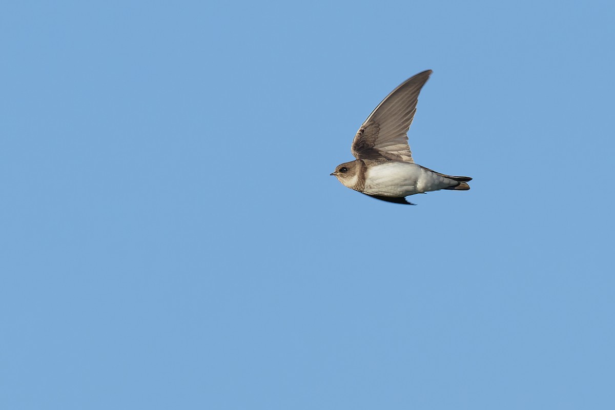 Pale Martin - ML472174551