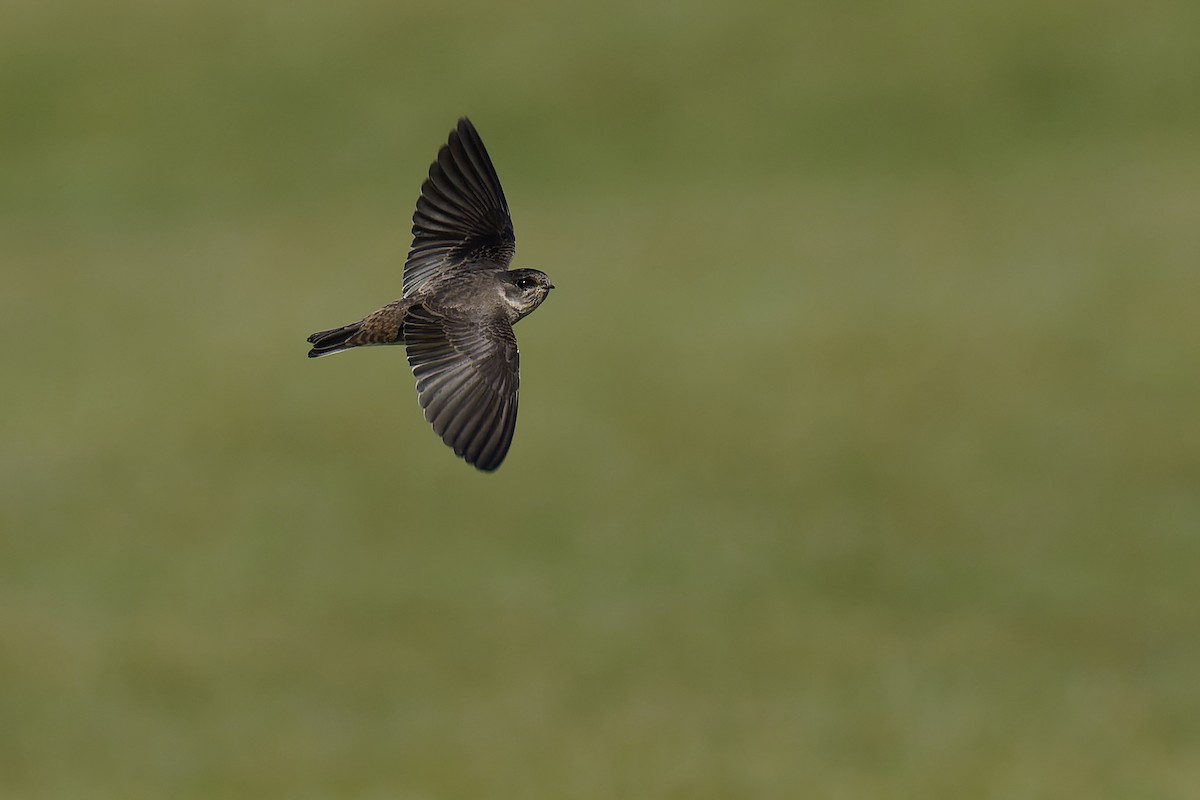 Pale Martin - ML472174581