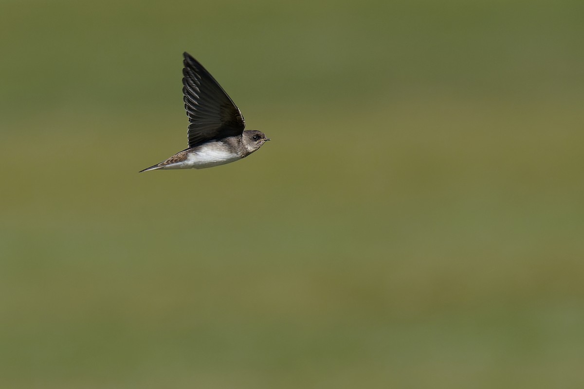 Pale Martin - ML472174641