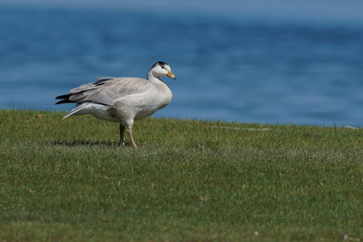 Bar-headed Goose - ML472174811