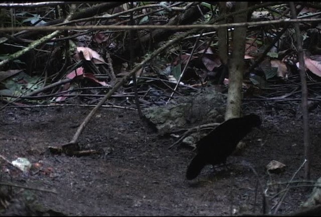 Wahnes's Parotia - ML472175