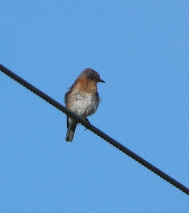 Eastern Bluebird - ML472175721