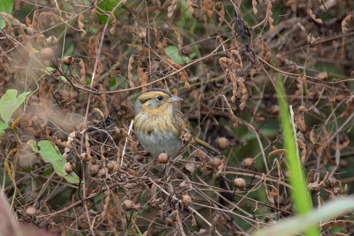 Nelson's Sparrow - ML472176361