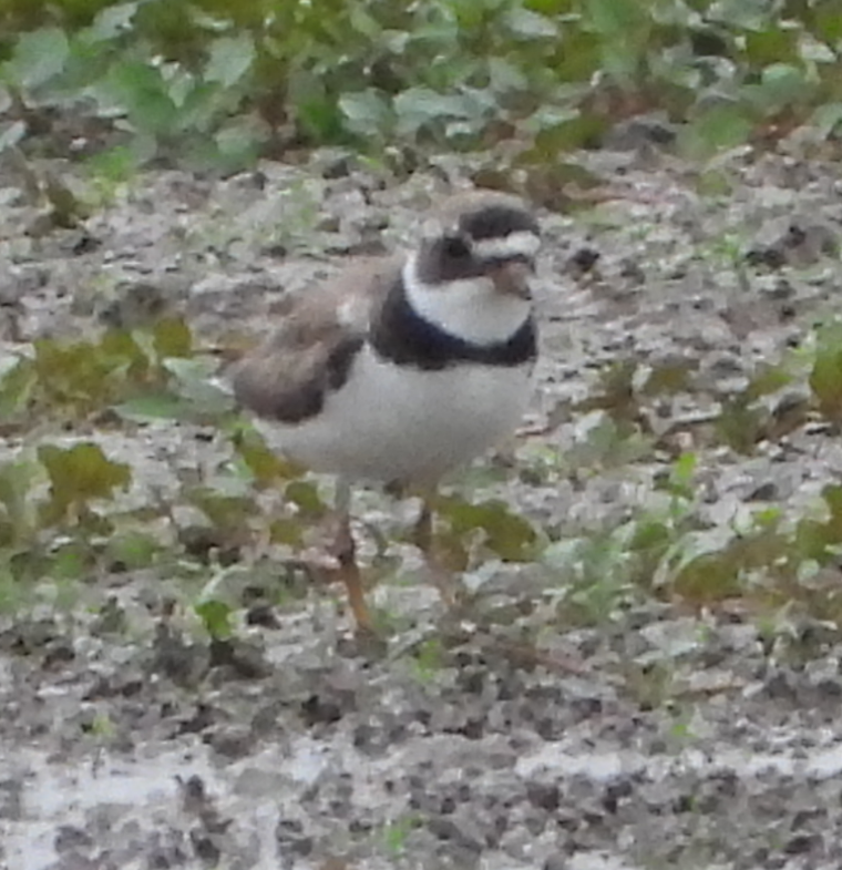 Semipalmated Plover - ML472176721