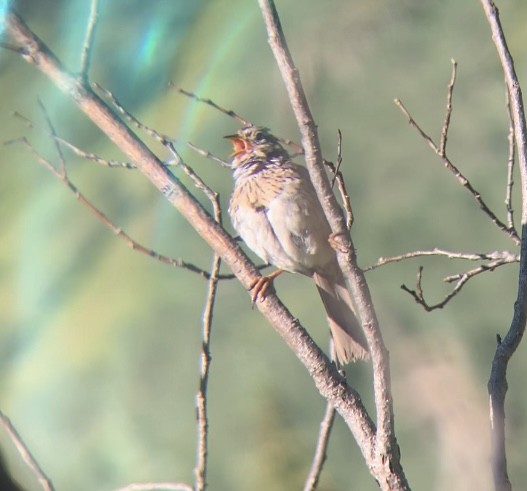 Lincoln's Sparrow - ML472176791