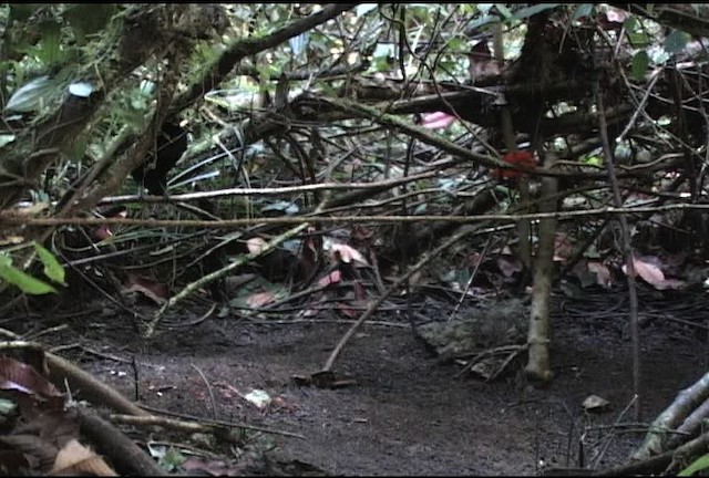 Wahnes's Parotia - ML472178