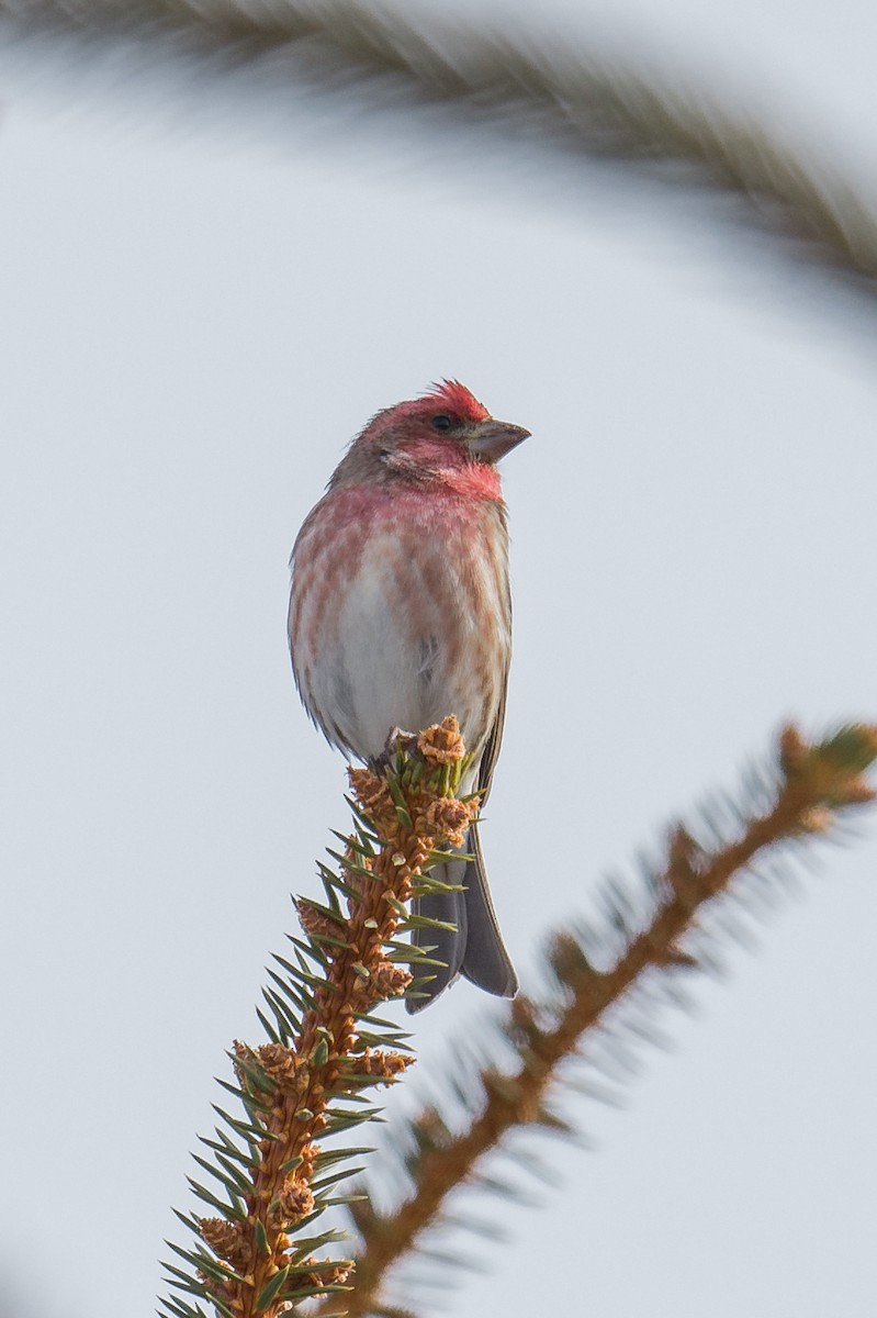 Purple Finch - ML47217941