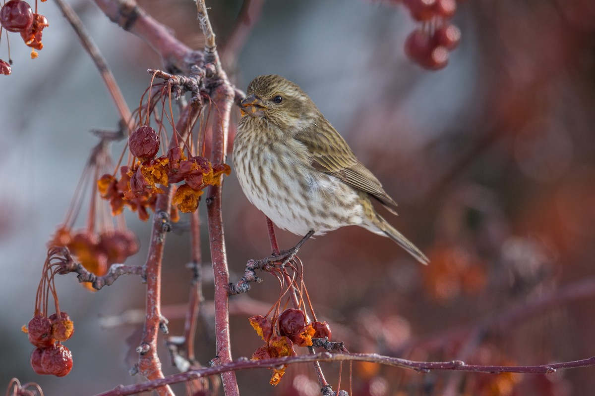 Purple Finch - Jeff Bleam