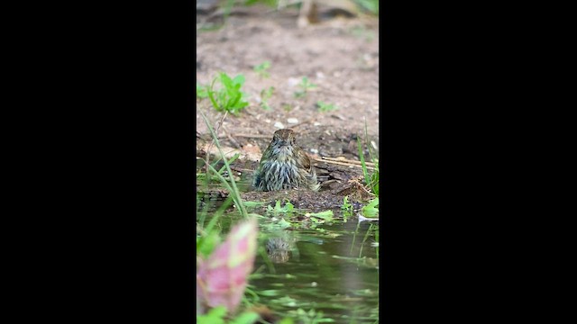 Blue-billed Black-Tyrant - ML472179861