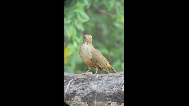 Rufous-bellied Thrush - ML472180011