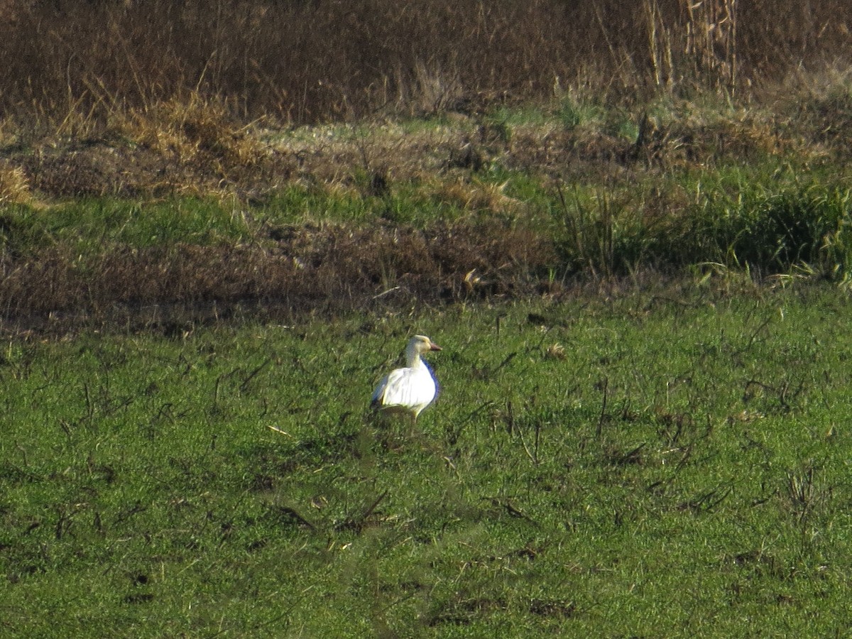 Snow Goose - ML472180211