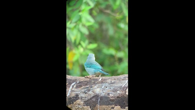 Sayaca Tanager - ML472180671