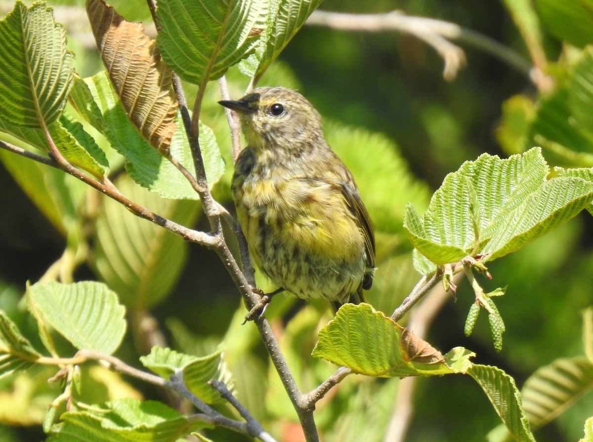 Palm Warbler - ML472181431