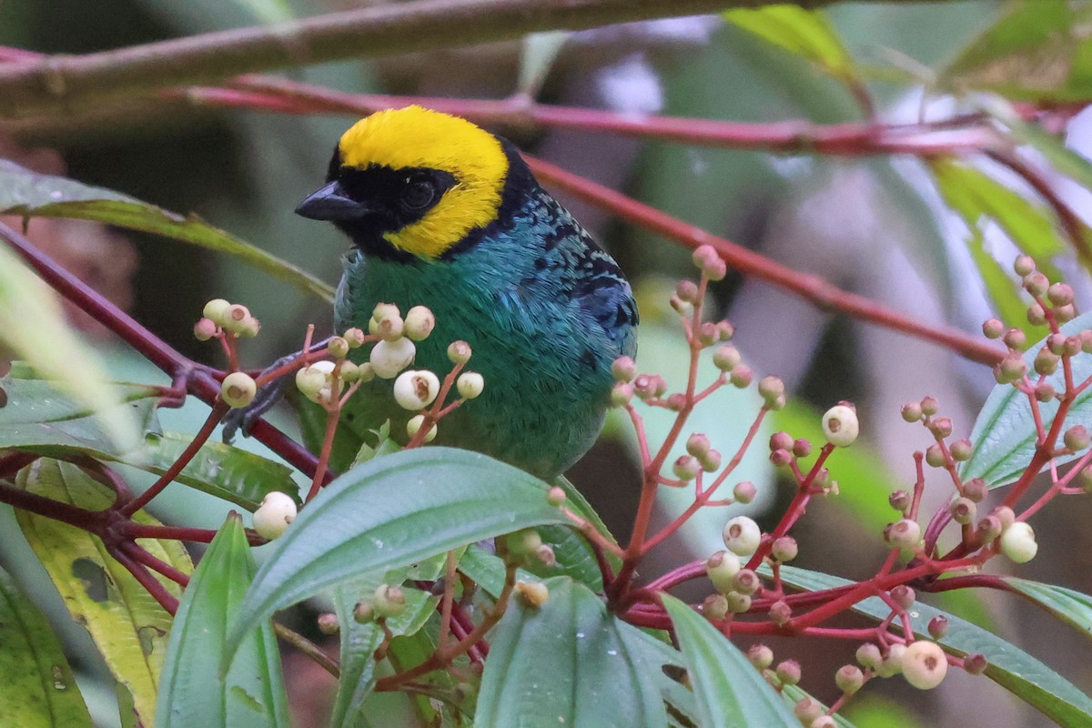 Saffron-crowned Tanager - ML472181451