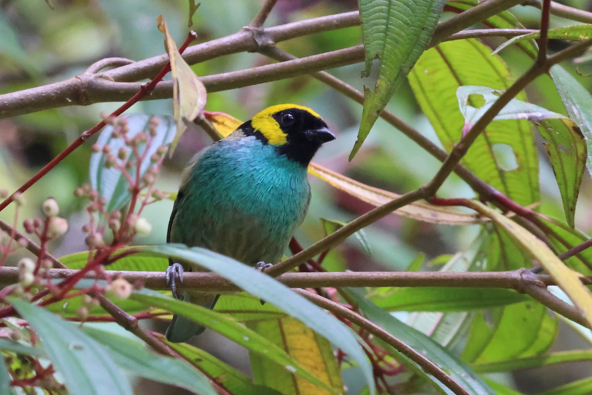 Saffron-crowned Tanager - ML472181461