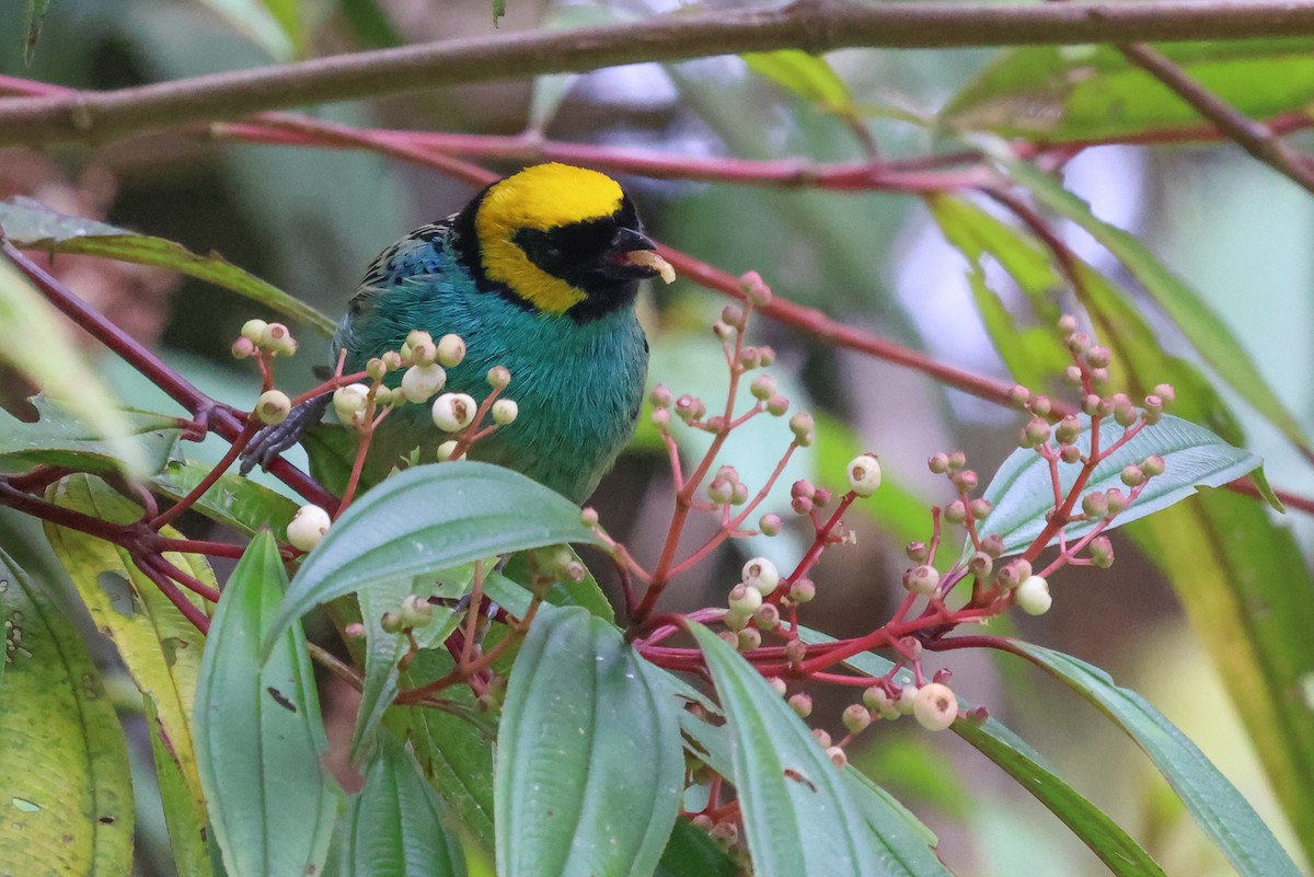 Saffron-crowned Tanager - ML472181471