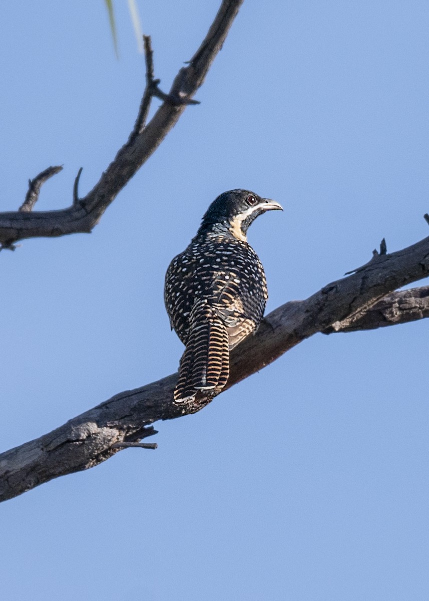 Pacific Koel - ML472182651