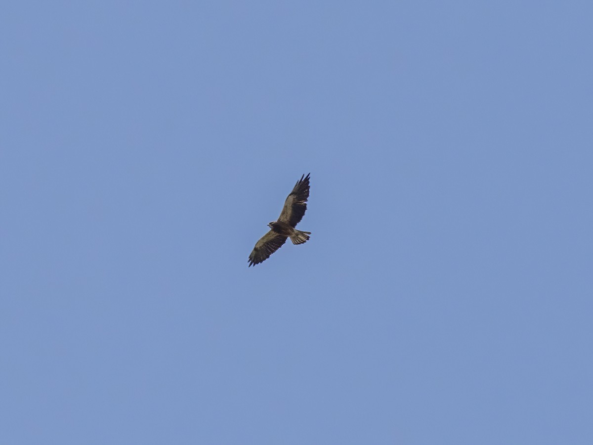 Swainson's Hawk - ML472183561