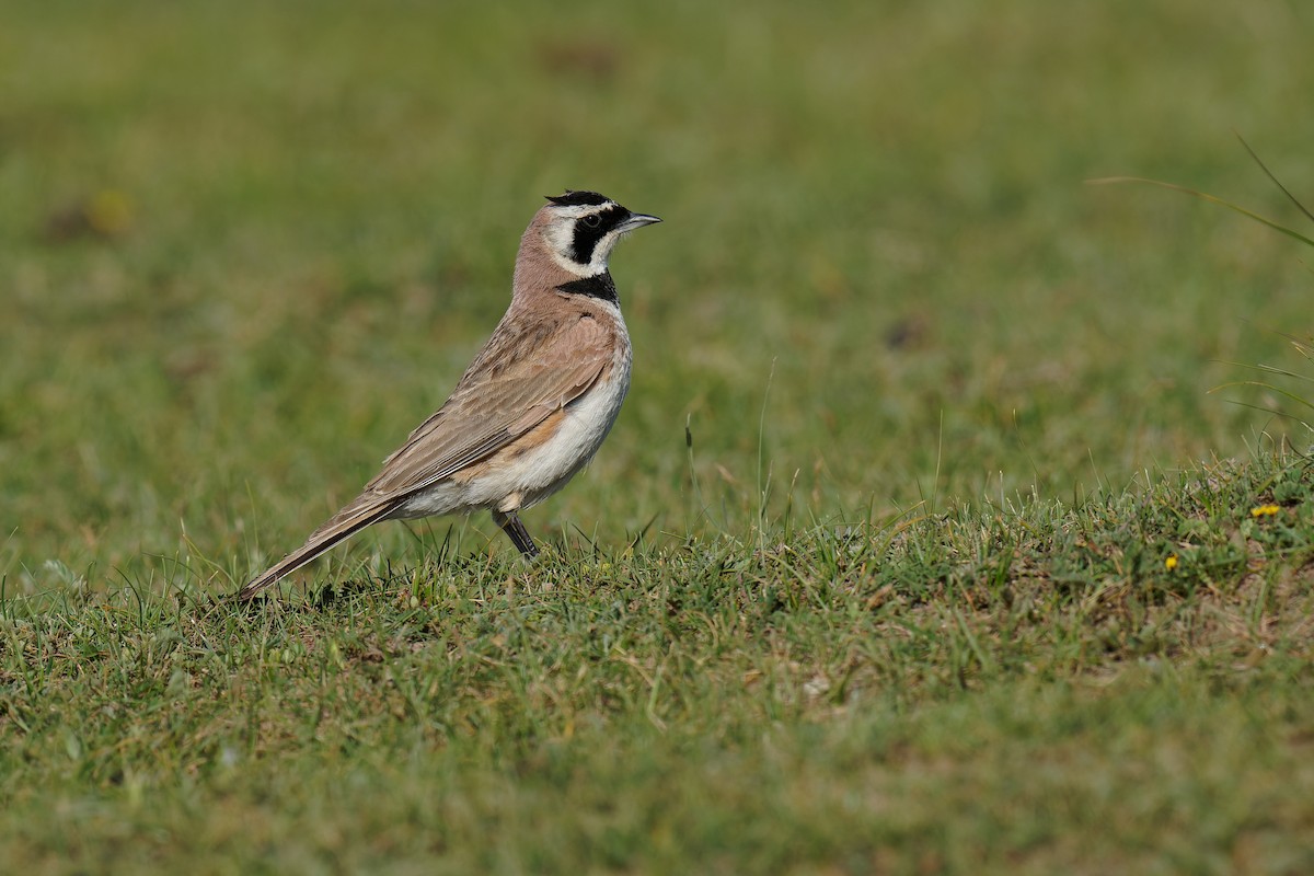 Horned Lark (Tibetan) - ML472184411