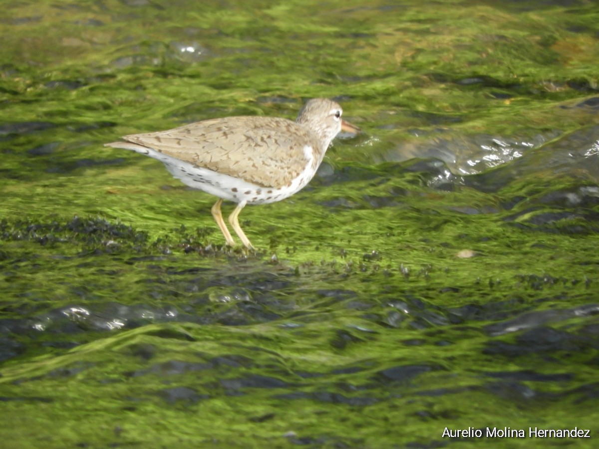 Spotted Sandpiper - ML472185421