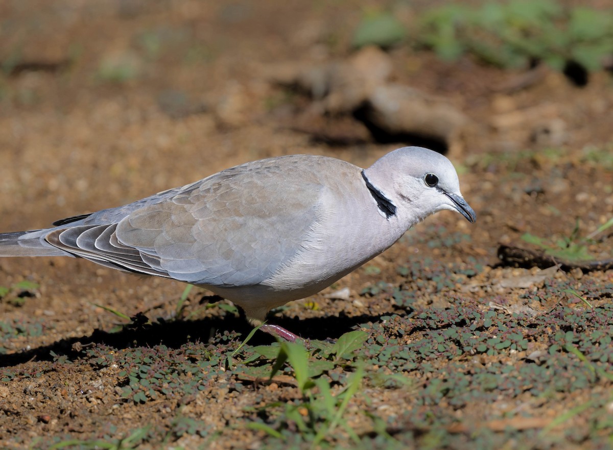 Ring-necked Dove - ML472186131