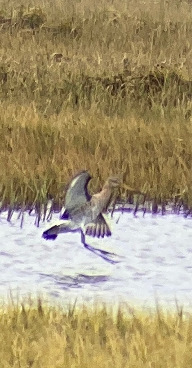 Black-tailed Godwit - Sam Brayshaw