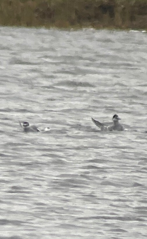 Aleutian Tern - Sam Brayshaw