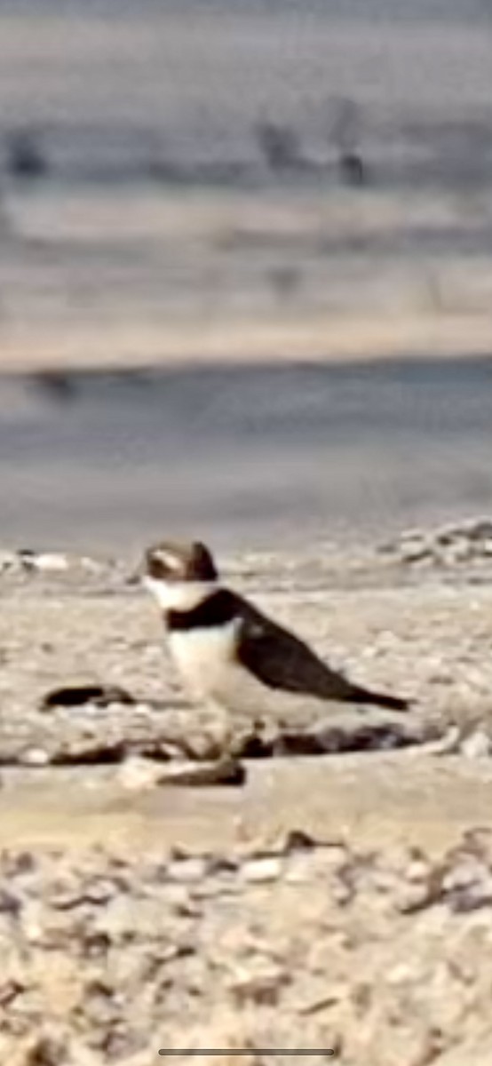 Semipalmated Plover - ML472188491