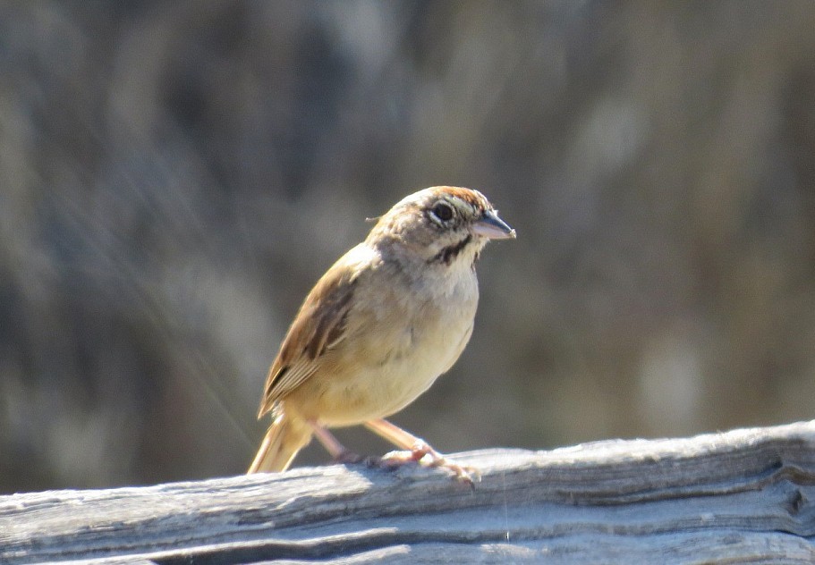 Rufous-crowned Sparrow - ML472189871