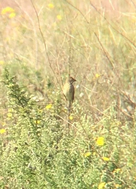 Dickcissel d'Amérique - ML472189951