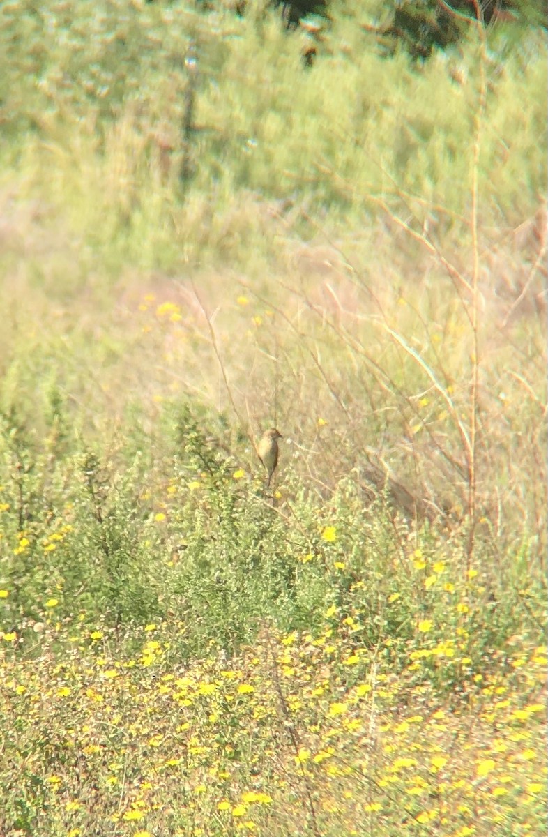 Dickcissel d'Amérique - ML472189961