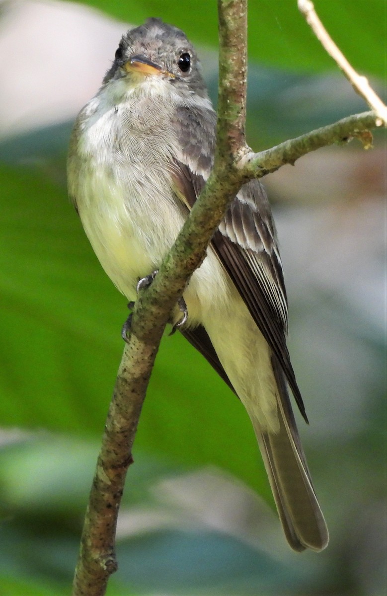 Eastern Wood-Pewee - ML472190701