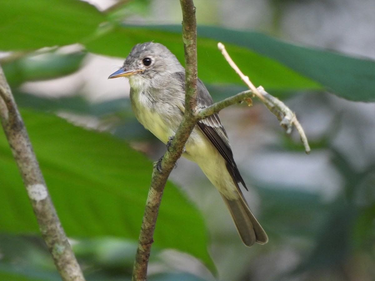 Eastern Wood-Pewee - ML472190711