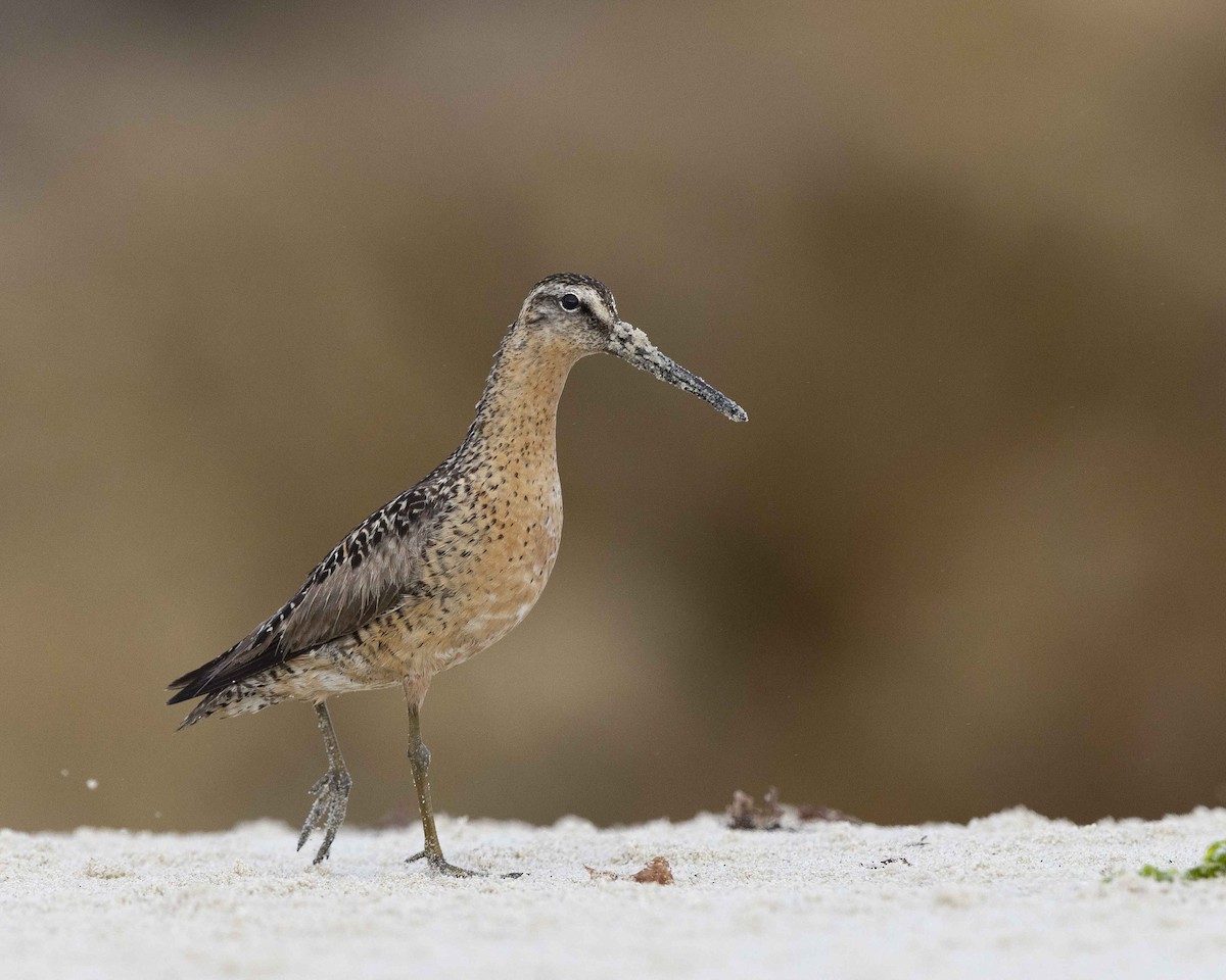 Short-billed/Long-billed Dowitcher - Mike Peters