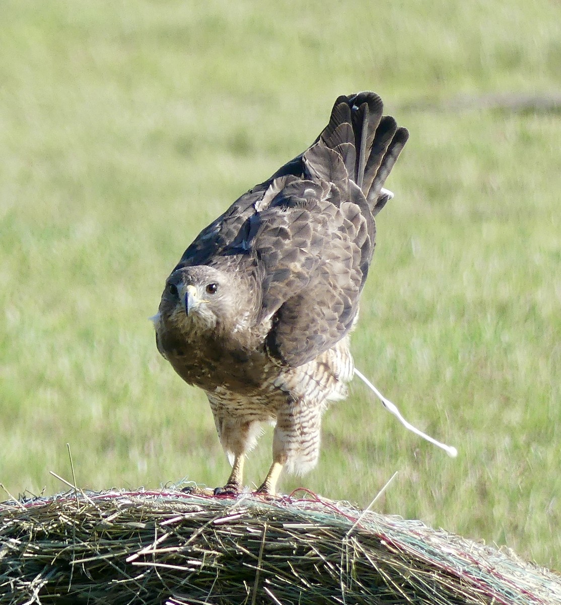 Swainson's Hawk - ML472193321