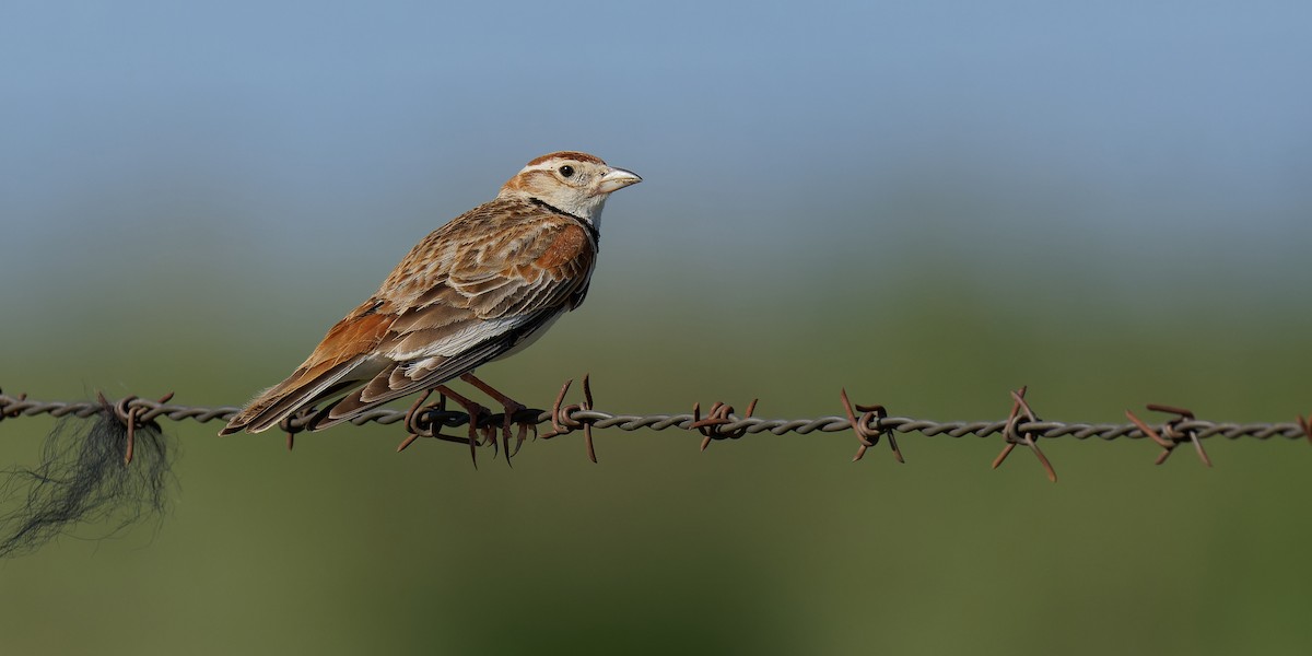 Mongolian Lark - Vincent Wang