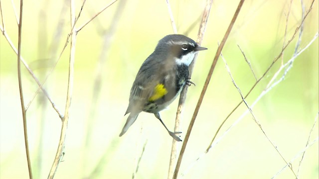 Yellow-rumped Warbler (Myrtle) - ML472198