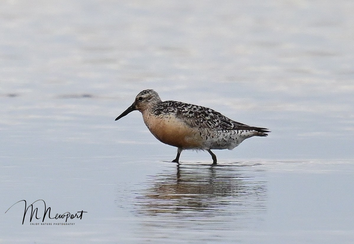 Red Knot - ML472199821