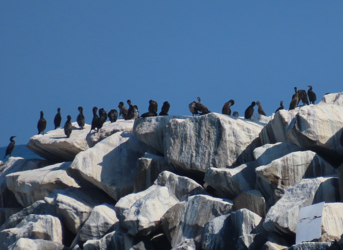 cormorant sp. - ML472201491