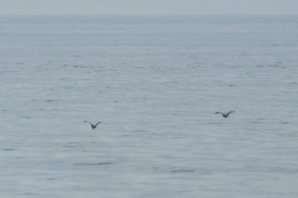 South Polar Skua - ML472203761