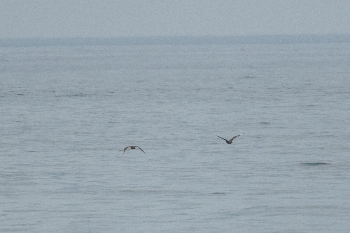 South Polar Skua - ML472203781