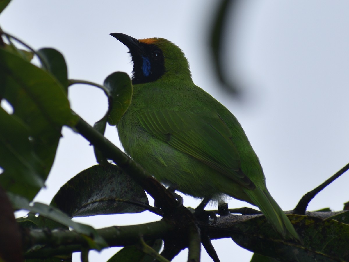 Golden-fronted Leafbird - ML472205411