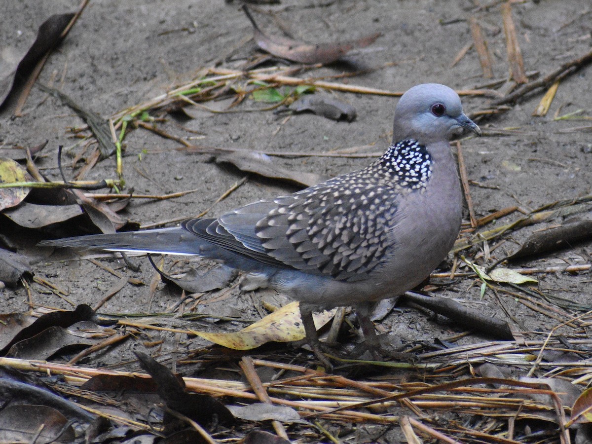 Spotted Dove - ML472205651