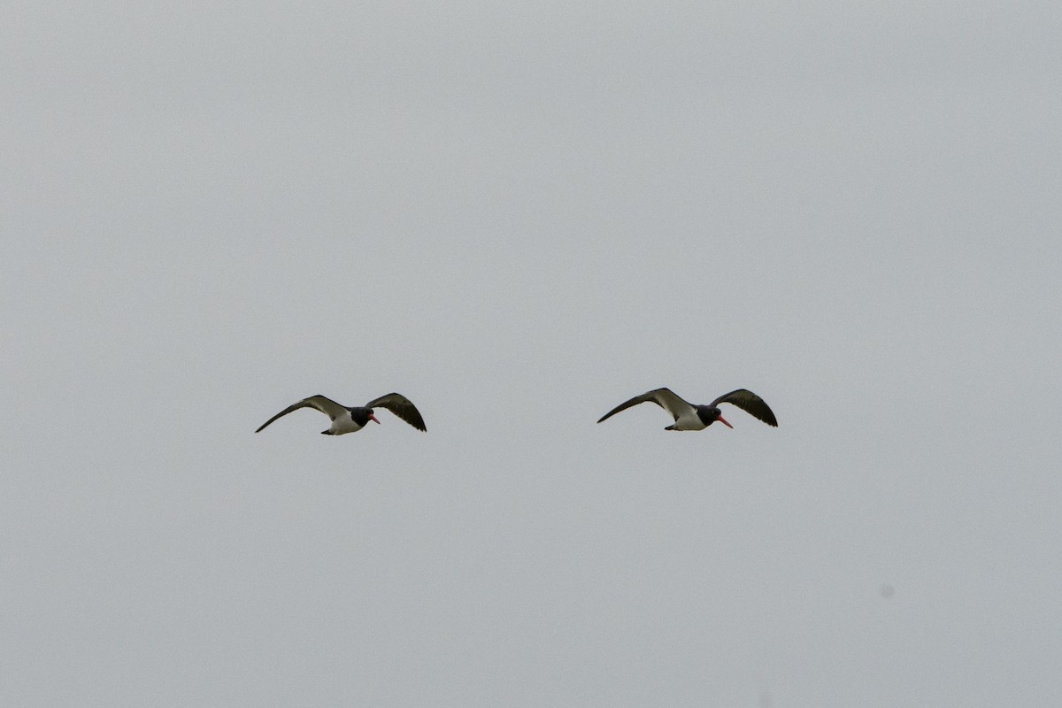 American Oystercatcher - ML472206481