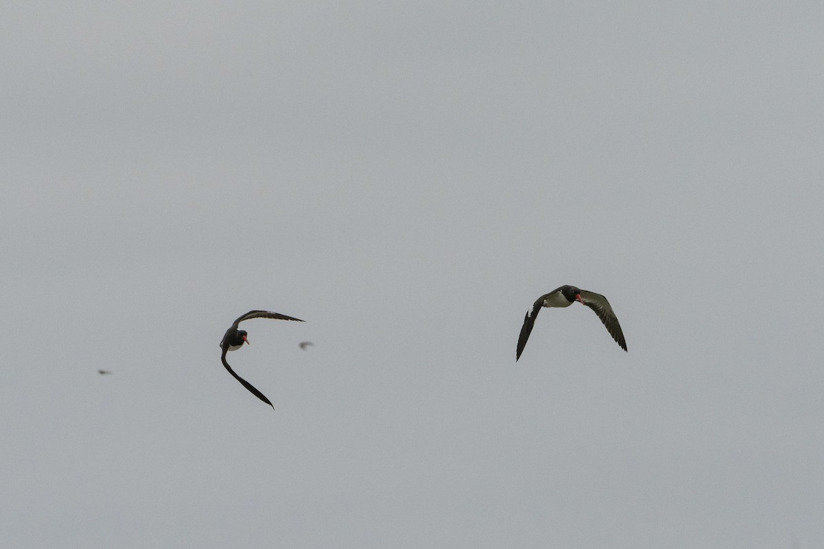 American Oystercatcher - ML472206491