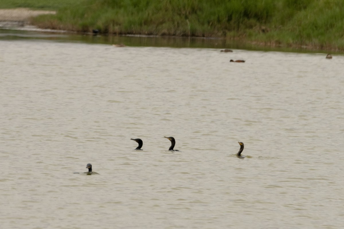 Neotropic Cormorant - ML472207181