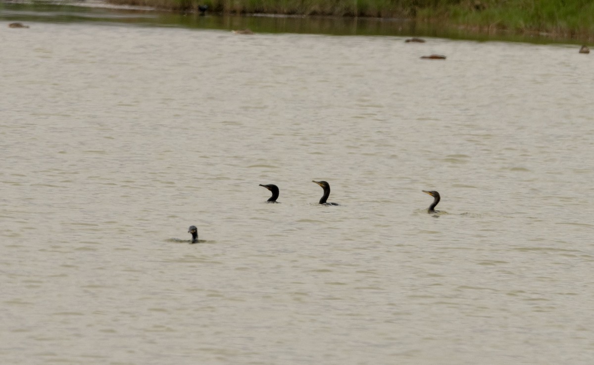 Neotropic Cormorant - ML472207191