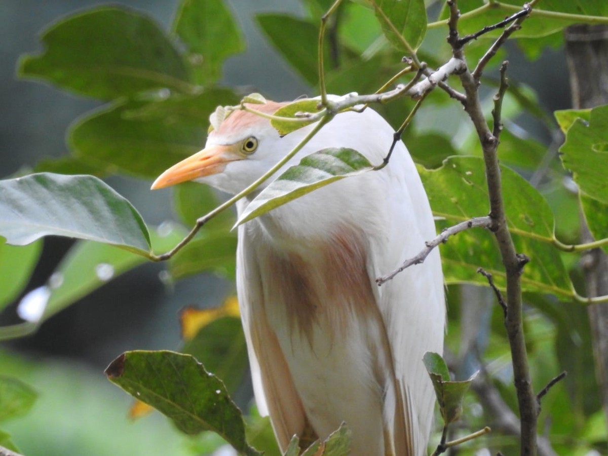 Чапля єгипетська (підвид ibis) - ML472207841