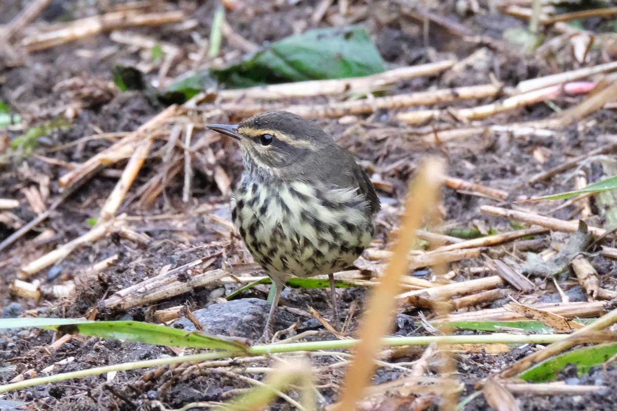 Northern Waterthrush - Betsy Fischer